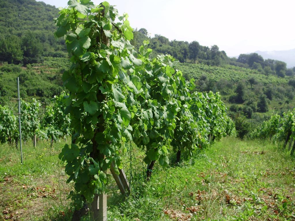 Tenuta Montelaura Forino Luaran gambar